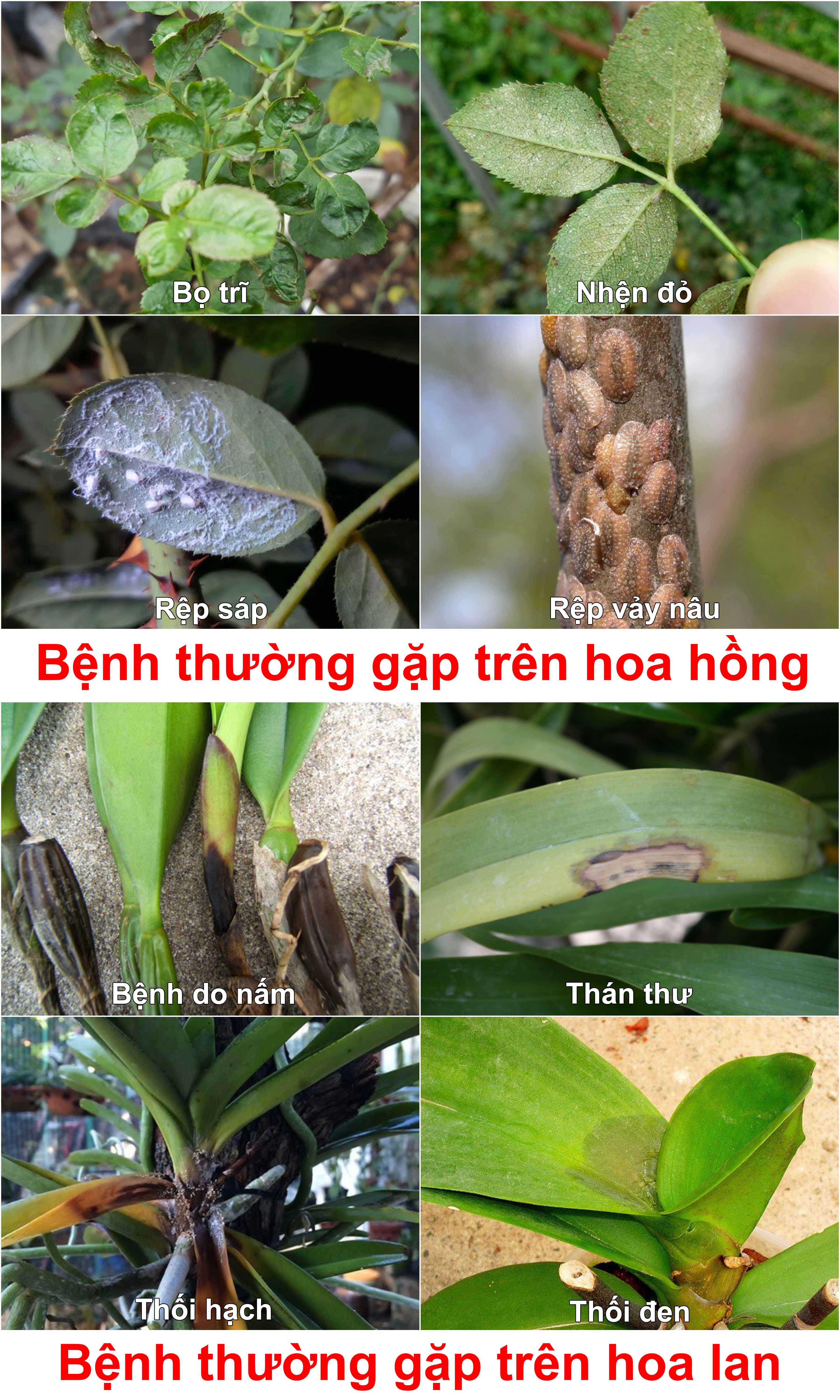 bệnh thường gặp trên hoa hồng hoa lan