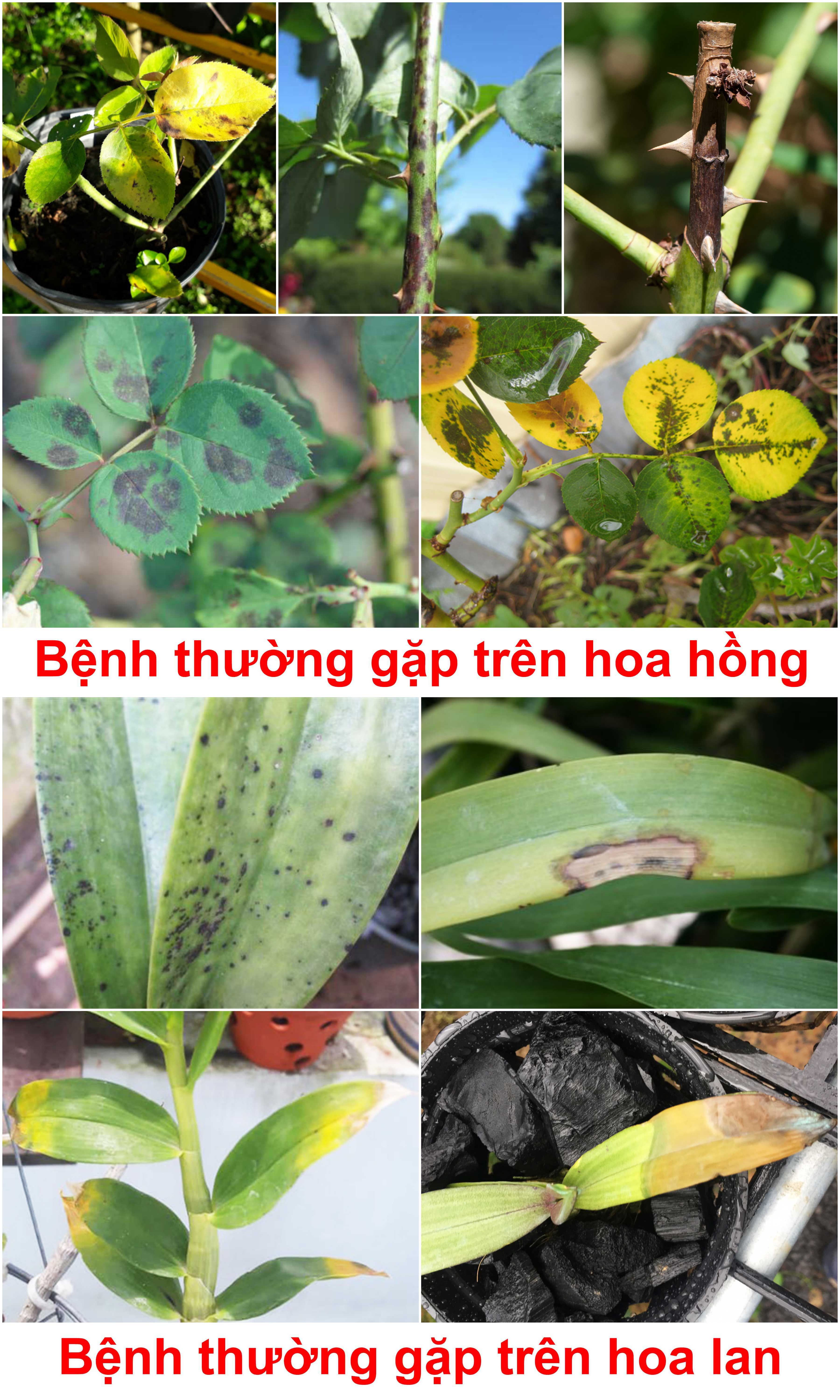 bệnh thường gặp trên hoa hồng hoa lan