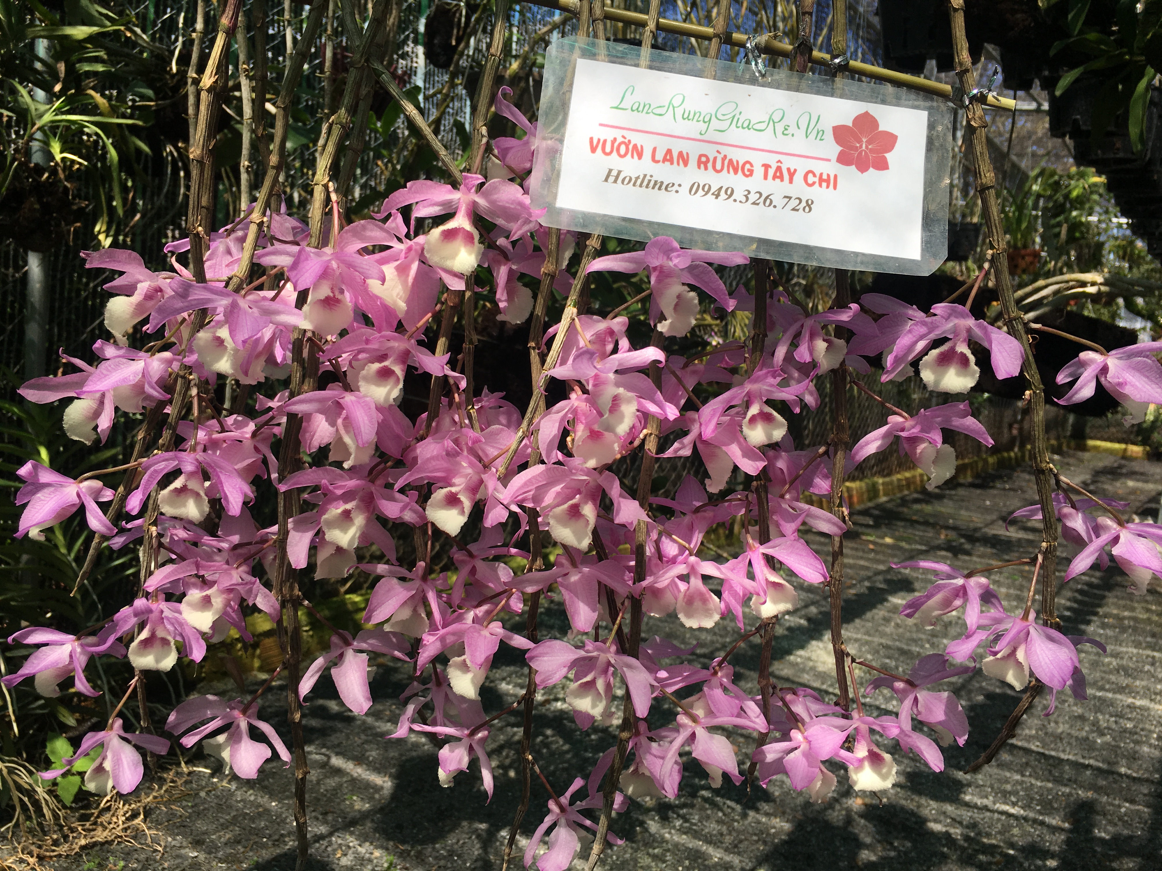bệnh thường gặp trên hoa hồng hoa lan